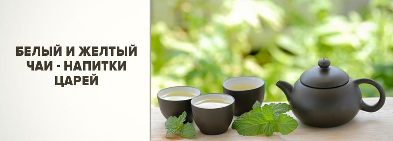 Белый и желтый чаи: напитки царей