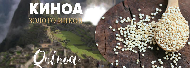 Киноа – «золото инков»