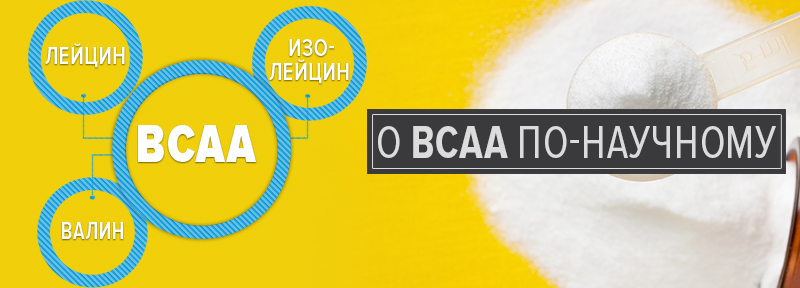 О BCAA по-научному