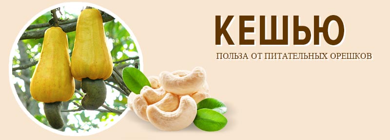 Польза питательных орешков кешью
