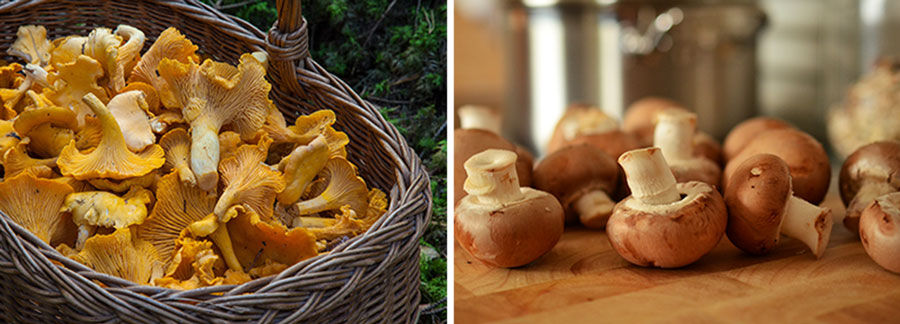 Сохраняем питательную ценность грибов