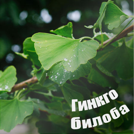 Гинкго билоба на страже памяти и когнитивных функций мозга